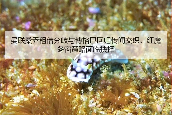 man-lian-sang-qiao-zu-jie-fen-qi-yu-bo-ge-ba-hui-gui-chuan-wen-jiao-zhi-hong-mo-dong-chuang-ce-lve-mian-lin-jue-ze-2-392.jpg